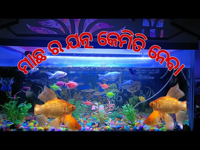 ମାଛ ର ଯତ୍ନ କେମିତି ନେବା || How to take care of ur  fish  🐠 || #trending #vlog #fishing #viralvideo