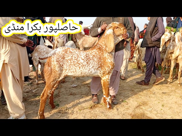 Hasilpur bakra mandi Fresh update | makhi chena bakre | Qurbani 2025 | gillani goat farm