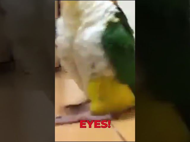 This Parrot Has Watched Too Much Monty Python! #subscribe #viral