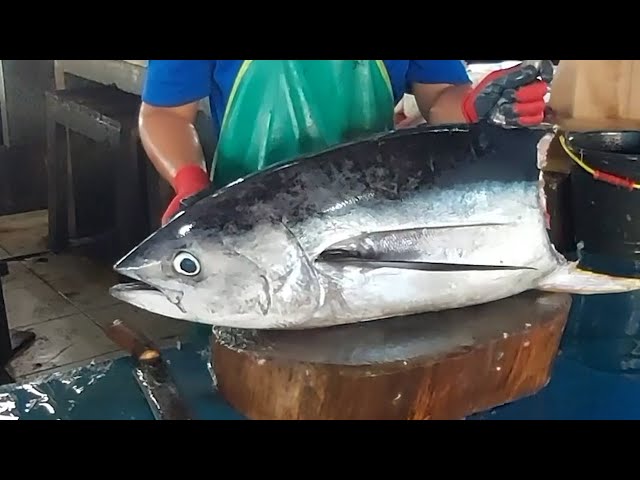 Live 03 Februari 25🔥🔪🔥Amazing Fresh Yellowfin Tuna Cutting Skills at Sorong Traditional Fish Market