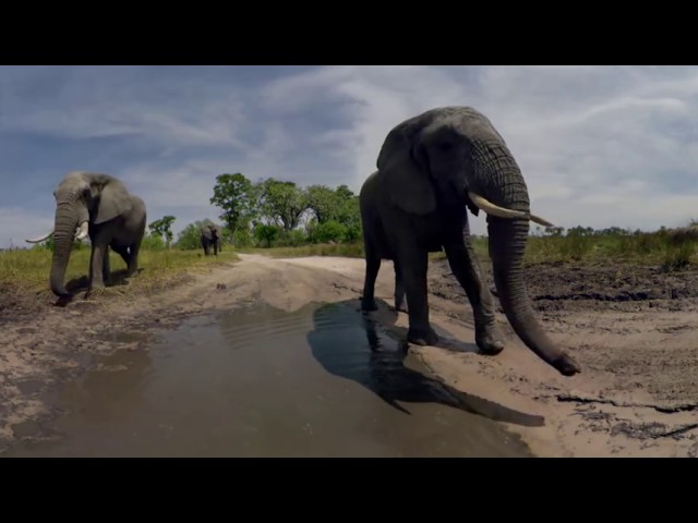 360 Video African Safari Experience