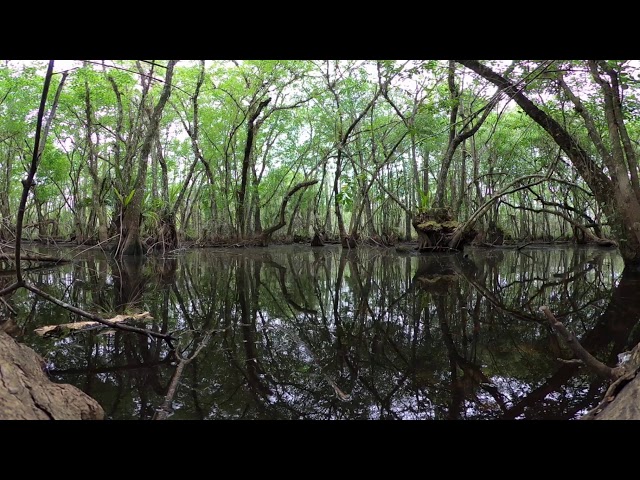 Enter the SWAMPS with this 360 VR View!