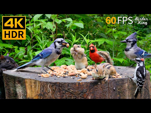 Cat TV for Cats to Watch 😺 Cute Chipmunks, Birds, Squirrels 🐿 Nature Fun 4K HDR 60FPS