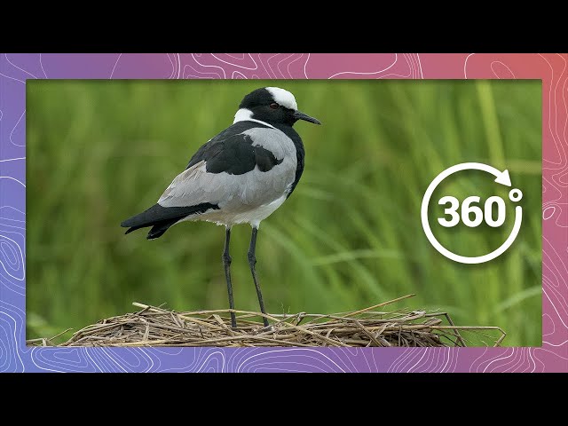 Blacksmith Lapwing Plover Guards Nest | Wildlife in 360 VR