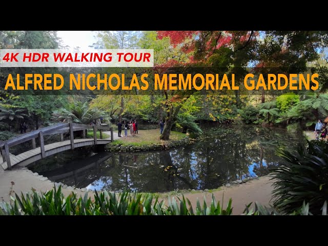 Alfred Nicholas Memorial Gardens, Dandenong Ranges | 4K Autumn Walking Tour