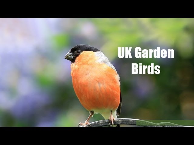 My UK Wildlife Garden Birds