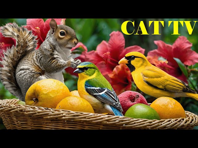 CAT TV NO ADS 📺😺 Squirrels And Birds Find Out The Bird Feeder 🐦🐿️ LIVE 12 Hours(4K HDR)