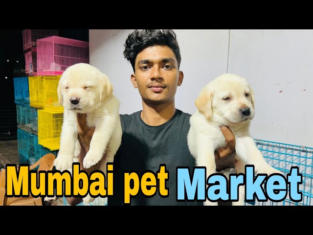 Cheapest pet Crawford Market in Mumbai 2025 Sale 🐶 #pets #labrador