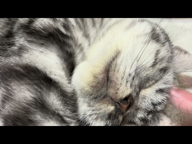 [Relaxation ASMR] Stroking a cat's head will make the rumbling sounds stop.