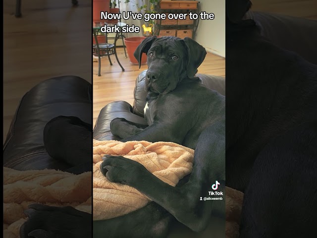 Samson the Cane Corso Reactions