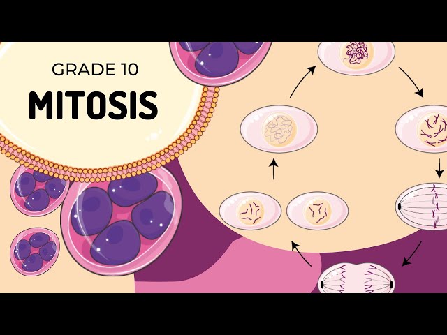 Mitosis