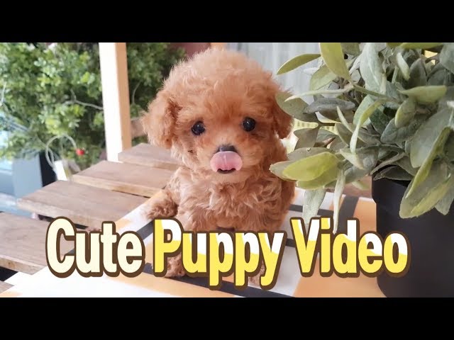 Cute puppy of all time teacup poodle - Teacup puppies KimsKennelUS