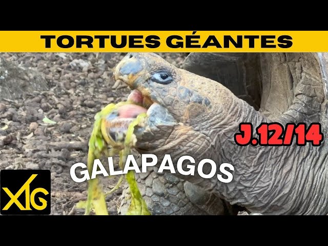 638 j12/14 Share our 14 days in the Galapagos: visit to Galapaguera and Puerto Chino