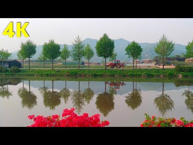 4K Walking in Spring Rice Field with Acoustic Guitar Music, South Korea