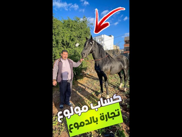 🚨اصعب لحضة 😓كساب مولوع يودع حصانه بالدموع🥲سبحان الله حصان به أوصاف وصية الرسول عليه الصلاة والسلام ✅