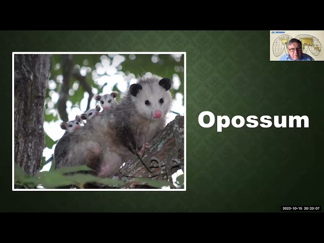 Basic English Vocabulary - Animals - Lesson 5