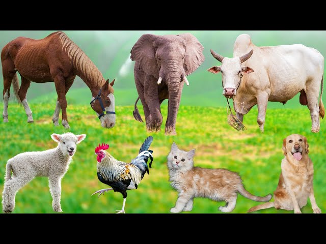 Soothing Animal Sounds: Buffalo, Cow, Dog, Cat, Pig, Chicken, Sheep - Animal Moments