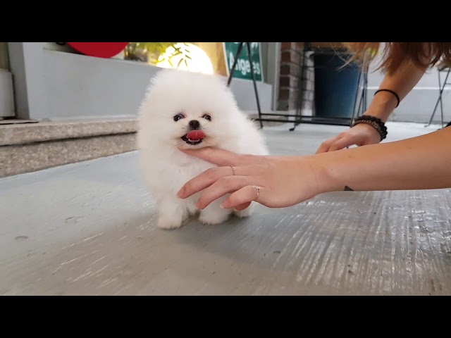 White pomeranian is so cute! lovely puppy video lovely pet - Teacup puppies KimsKennelUS