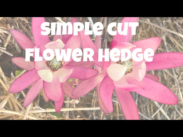 Short clip on creating a cut flower hedge and windbreak on the flower farm.