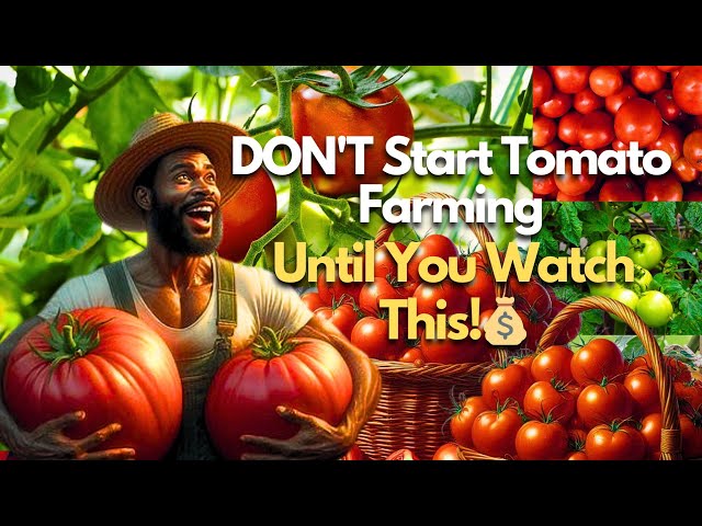 HOW TO START TOMATO FARMING & MAKE BIG PROFITS! | STEP-BY-STEP GUIDE