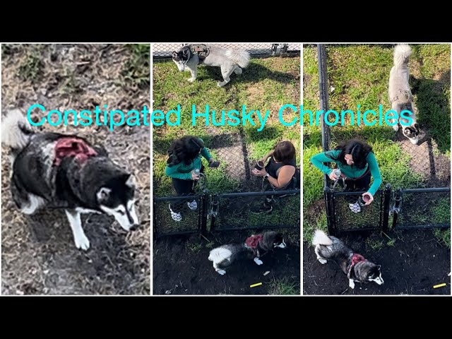 Chronicles of a Constipated Husky, Funny & Sad & Cute 🦴🐶! Cute Doggie Moments #dogs #dogsviral #yt