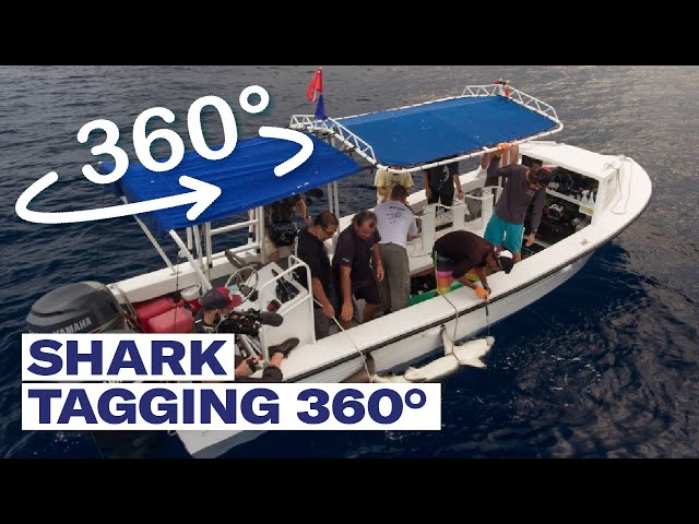 Shark tagging 360 - 360˚ video