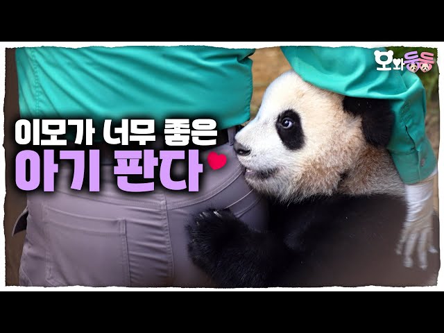 (SUB) Twin Panda Aunt's 'Battle Of Leaving Work'🐼🐼│Panda World