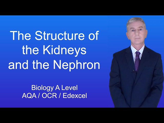 A Level Biology Revision (Year 13) "The Structure of the Kidneys and the Nephron"