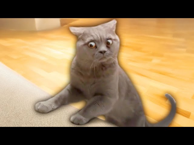 Funny ANIMALS videos 😂 Funniest CATS 😺 DOGS 🐶 HORSES 🐴22