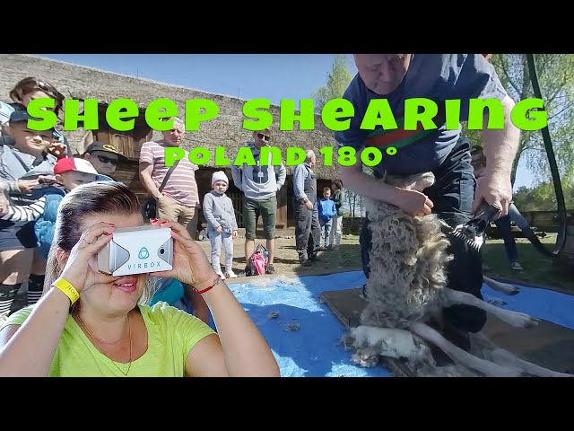 Sheep Shearing.  VR 180° stereoscopic video for virtual reality headset.