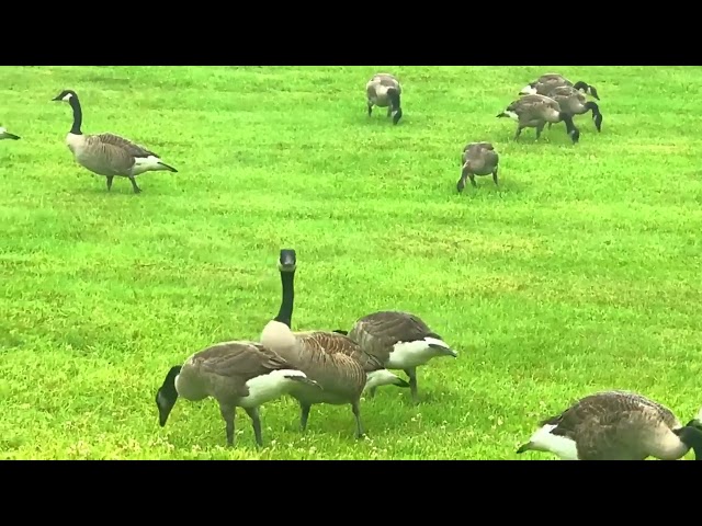 A Flock of Wild Geese in Ontario, Canada | iPhone Nature Video