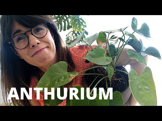 Anthurium | Flamingo plant care indoors