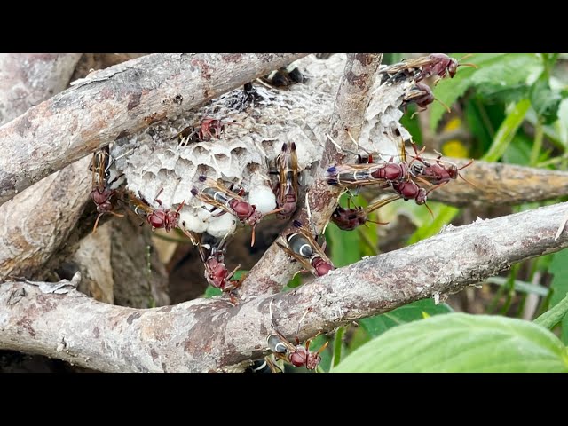 Amazing Wasp​ Insect Laying Eggs, Insect Activist, Insect Show, 12 Wildlife