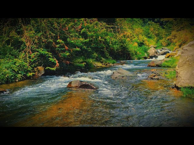 🔴 5-Minute Sleep Solution | Peaceful River Sounds for Relaxation and Focus | Nature Ambience