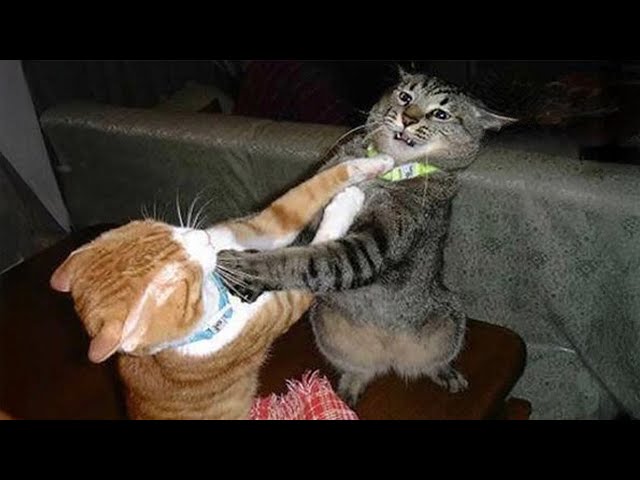 Cats behave naturally 😹 Funny Cats Videos