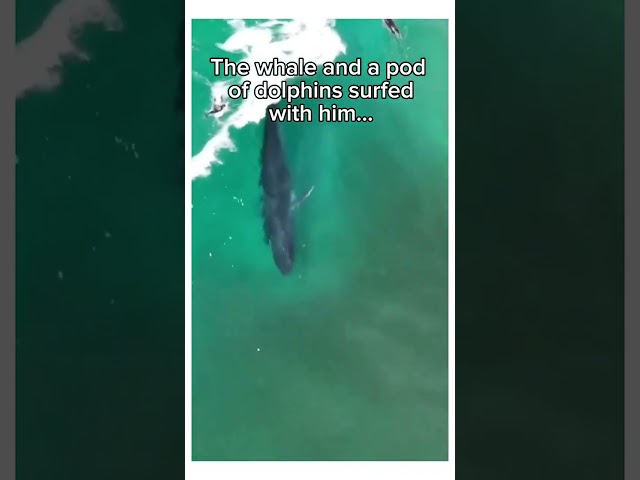 The ocean said thank you animals wholesome 1080p#animal #cuteanimals #naturecrew