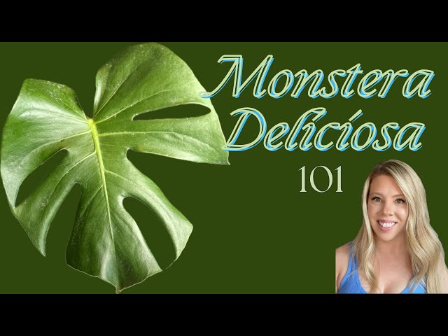 How to pick and care for your Monstera Deliciosa 🌱