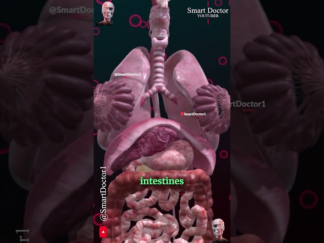 Female Internal Anatomy 📢♀️