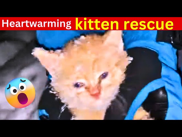 Kitten Rescue from unforgiving winter cold #catrescue #kittenrescue #dodo