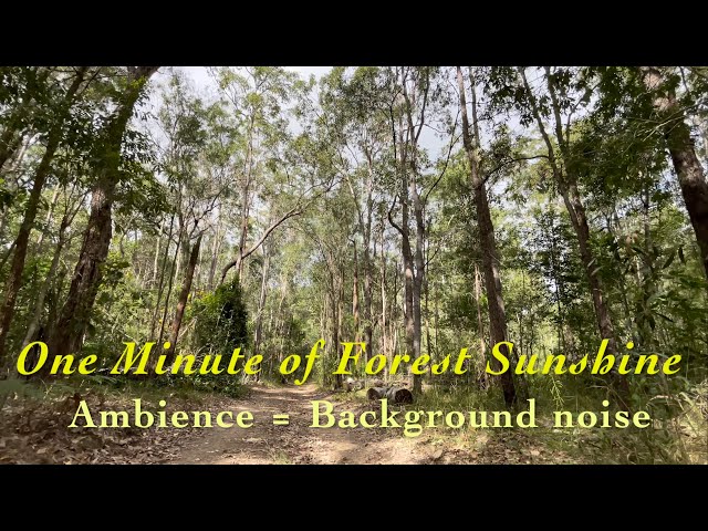 One Minute of Australian Forest Sunshine | Try our ambience videos for background noise