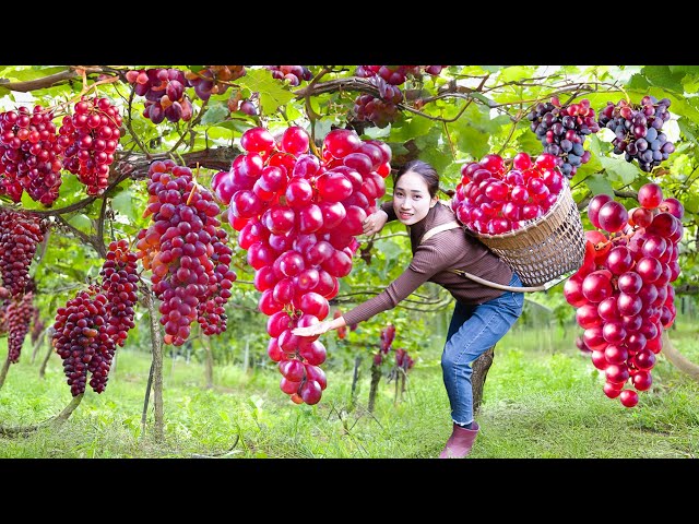 Farm life, Women Harvest Purple Grapes, Make Grape Juice, Harvest Cooking,Hoa - Free Bushcraft