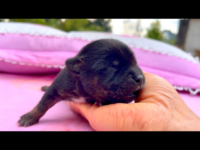 Amazing maternal love! 🐶 The dog experienced the most selfless love! 😘😊❤️👍