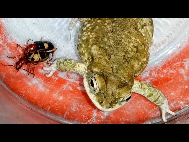 Frog vs Pheropsophus