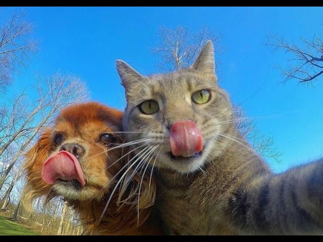 Funniest Dogs And Cats Videos - Best Funny Animal Videos