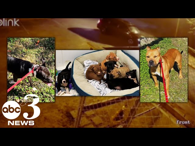 8 dogs dumped at PAWS in Fort Walton Beach after unknown person breaks into shelter