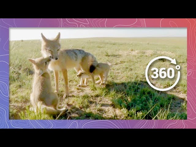 A Slice of Life at the Swift Fox Den | Wildlife in 360 VR