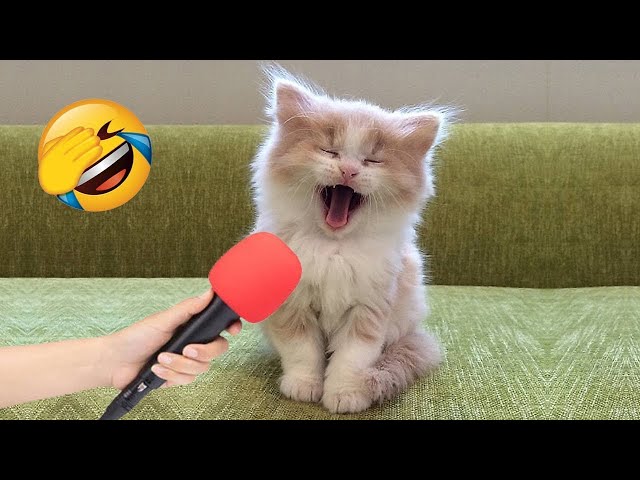 Most Hilarious Cat Videos of 2024! Too Funny! 😹😂