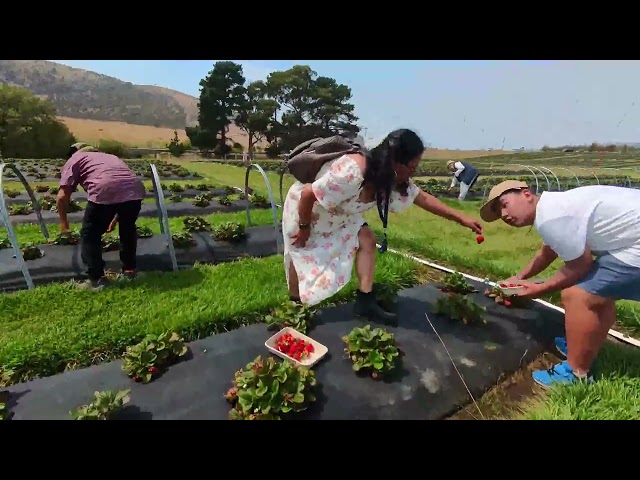 we are went to Strawberry and sunflowers farm in Richmond Tas Australia