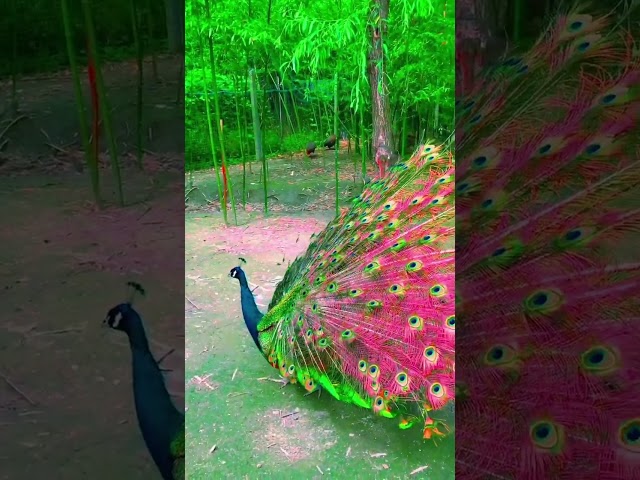 do you want to have a bird like this ? #shortvideo #hewan #viral