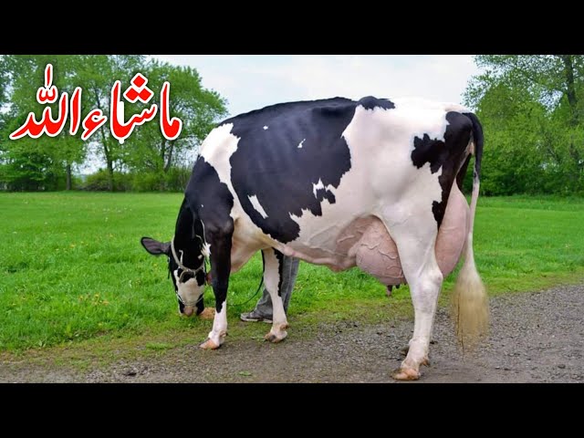 35kg Milking Cow For Sale | Biggest Words Australian Friesian Crass Cow For Sale 31:12025